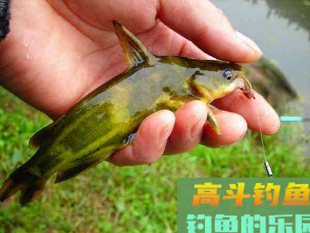 钓黄辣丁掌握好三个时机，四种钓法，一项注意