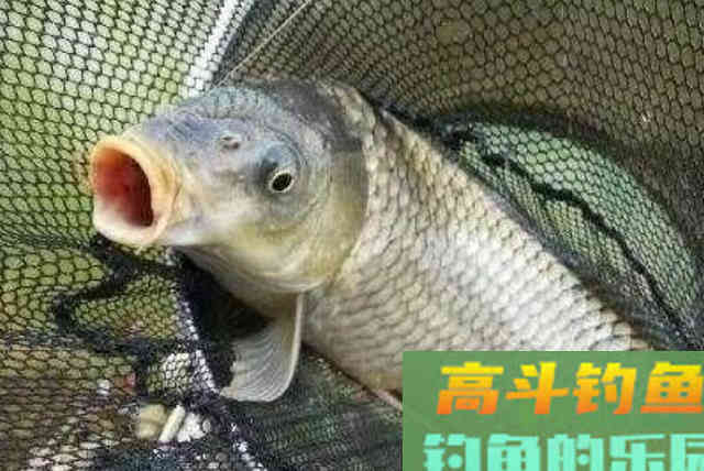 鲤鱼就不咬钩了?按我说的做,比钓鲫鱼还过瘾 鲤鱼就不咬钩了?按我说的做,比钓鲫鱼还过瘾