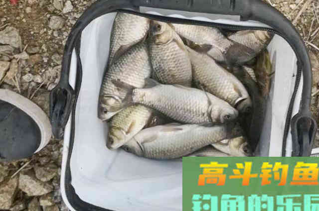 钓鲫鱼的出钓时机，选钓位与选窝饵技巧