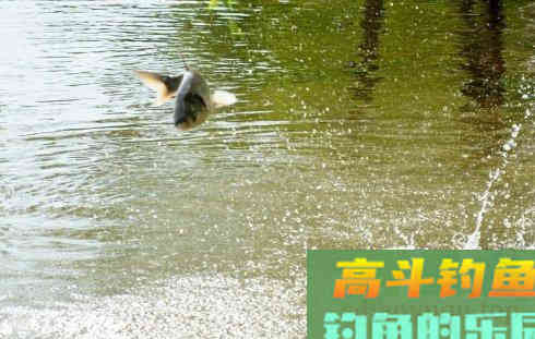 野钓鲤鱼，黑漂才提竿，已吞钩的鲤鱼跑一半