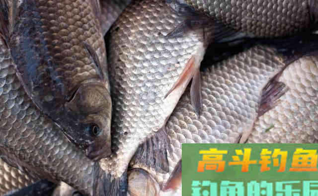 这几种土鲫鱼重达几公斤