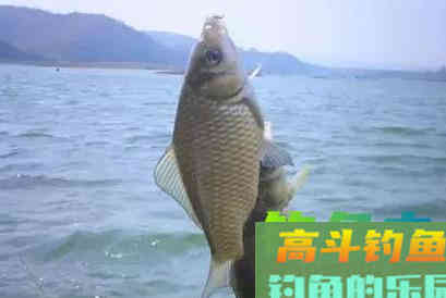 野钓大鲫鱼,这样抓口,有口就上鱼 野钓大鲫鱼,这样抓口,有口就上鱼