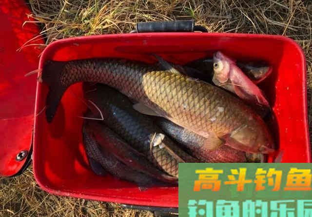钓草鱼别怕累，这种钓法诱鱼速度最快