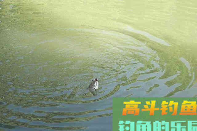 垂钓草鱼思路分享，多钓草鱼可以来看看