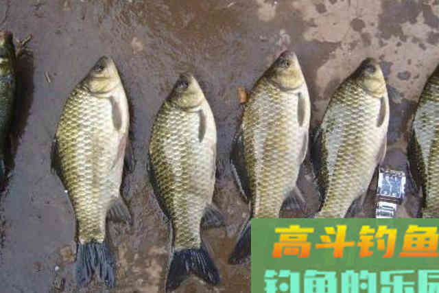 气温低,板鲫就不上钩?那是你不懂这3钓3不钓 气温低,板鲫就不上钩?那是你不懂这3钓3不钓