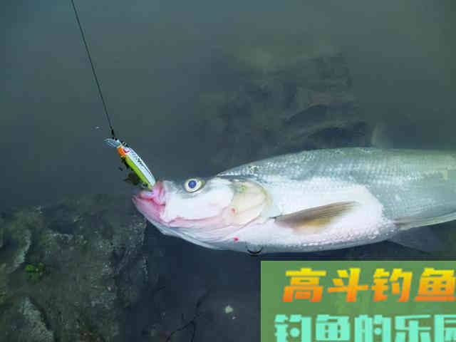 除了鲫鱼,试试这几种目标鱼,冬季给口也很好 除了鲫鱼,试试这几种目标鱼,冬季给口也很好