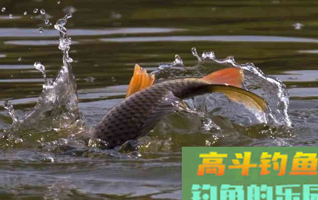 为何说野钓鲤一定要找坎 为何说野钓鲤一定要找坎