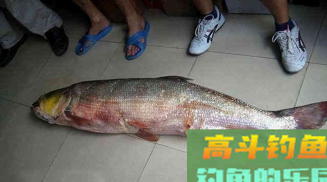 当水中霸主黑鱼,遇到水老虎鱤鱼,究竟谁是王者 当水中霸主黑鱼,遇到水老虎鱤鱼,究竟谁是王者
