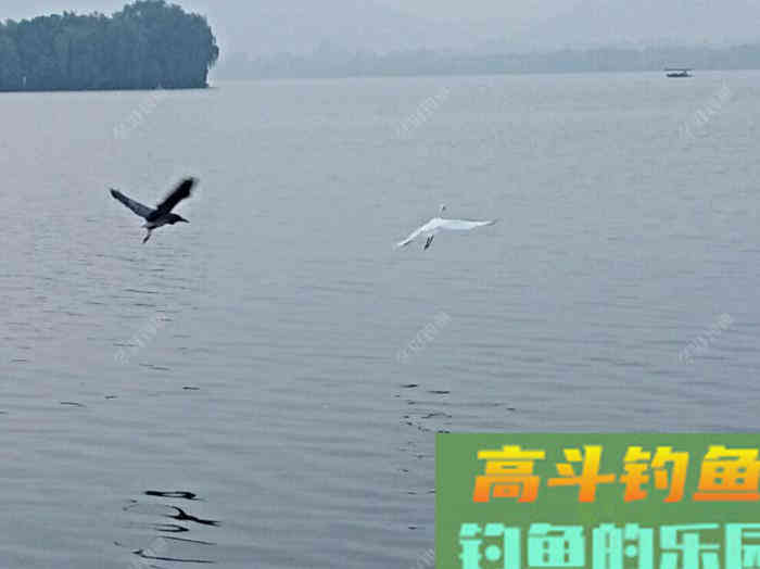 鲫鱼的五个截口表现,与秋季如何钓好大鲫鱼 鲫鱼的五个截口表现,与秋季如何钓好大鲫鱼