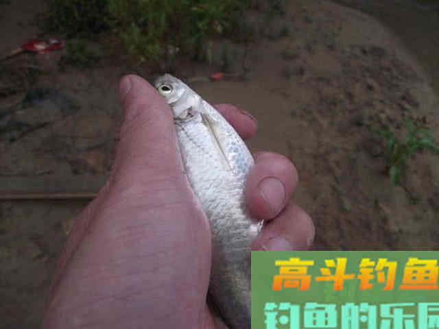 钓白条用我分享的方法，你下钩，它就在那等你