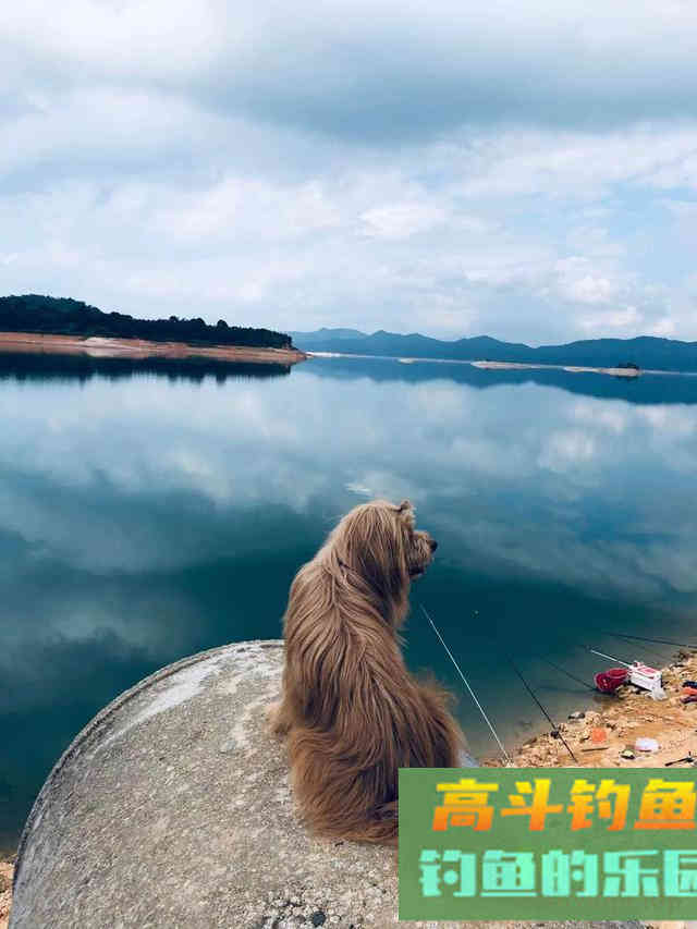 白条哭晕在油锅，批量钓法分享，也可只钓大的