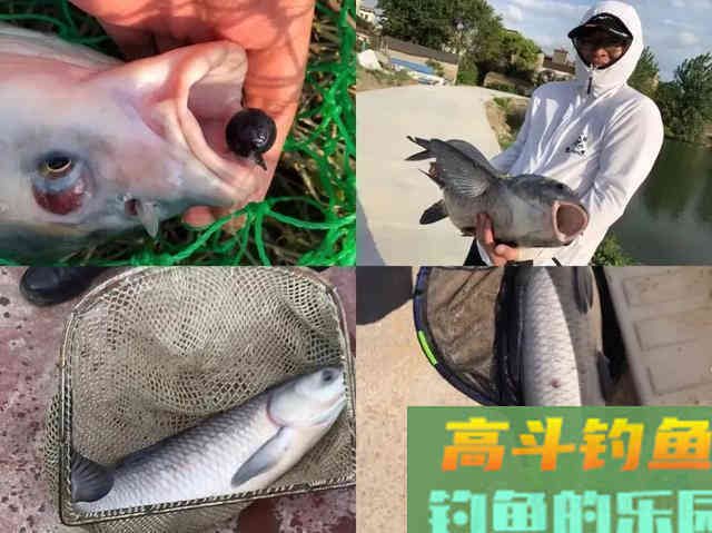 春末夏初如何钓黑坑青鱼,通过天气、鱼情、饵料等解析 春末夏初如何钓黑坑青鱼,通过天气、鱼情、饵料等解析
