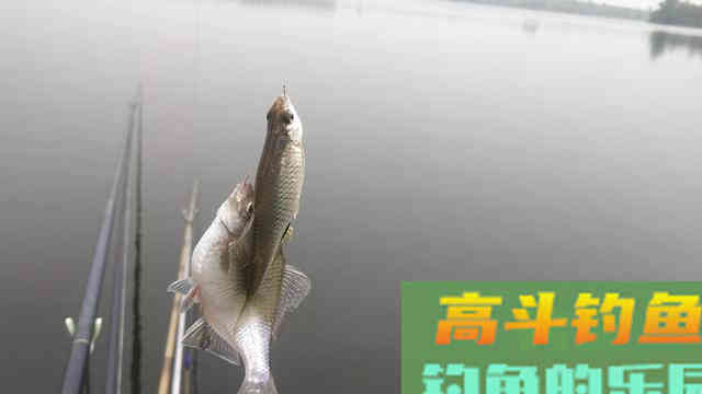 还在看不起&ldquo;屎光皮&rdquo;？论条5块，按斤上百，我冰箱中唯一的存鱼