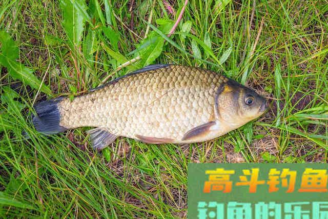 春季钓鲫鱼,传统钓功不可没,蚯蚓逗钓鲫鱼最理想 春季钓鲫鱼,传统钓功不可没,蚯蚓逗钓鲫鱼最理想
