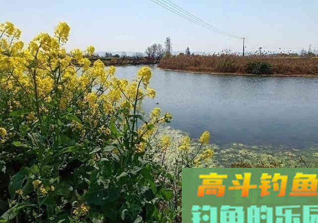 春季钓鲫鱼,雨天出钓11斤大板鲫鱼 春季钓鲫鱼,雨天出钓11斤大板鲫鱼