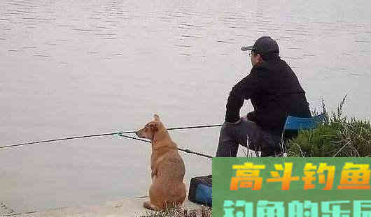 野钓鲤鱼，黑漂才提竿，已吞钩的鲤鱼跑一半