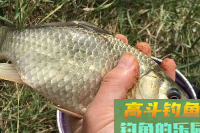 立秋后,板鲫就按我说的钓,包你满意 立秋后,板鲫就按我说的钓,包你满意