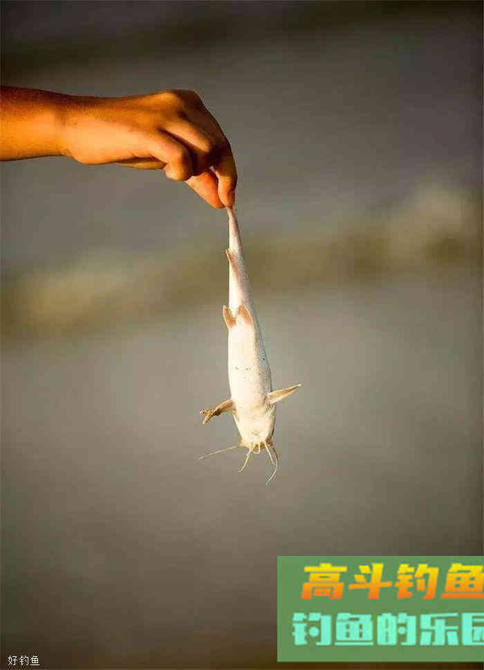 仲秋如何钓鲤鱼?选时,配饵,看钓技 仲秋如何钓鲤鱼?选时,配饵,看钓技
