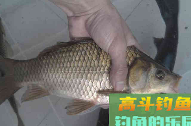 自从我发现这鲫鱼新钓法,连大物都不想钓 自从我发现这鲫鱼新钓法,连大物都不想钓