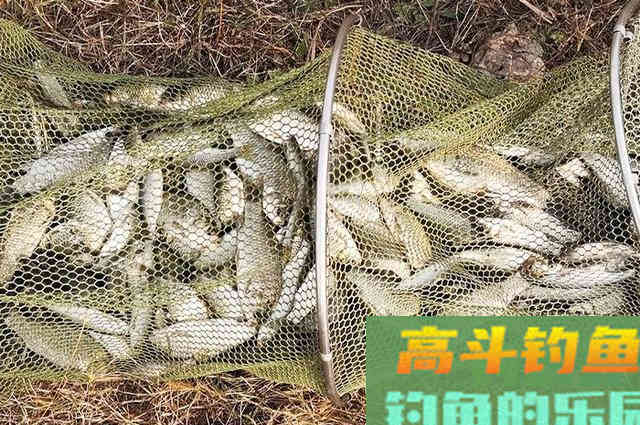 立冬后钓鲫鱼,做到这些调整,连杆上鱼不是梦 立冬后钓鲫鱼,做到这些调整,连杆上鱼不是梦