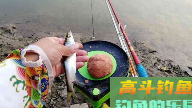 让钓鱼人又爱又恨白条,详解白条钓法及规避方法 让钓鱼人又爱又恨白条,详解白条钓法及规避方法