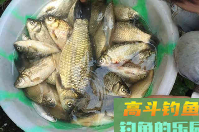 冷天垂钓大板鲫时，可供钓友选用的2种特色钓法
