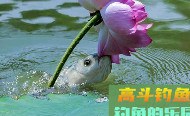 浮钓草鱼新方式，装备简单易携带