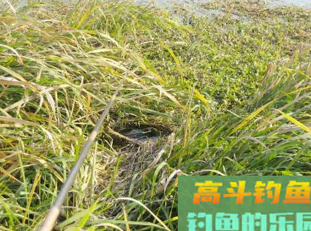 黑鱼钓法大盘点，这3种钓法中，你认为哪种比较好