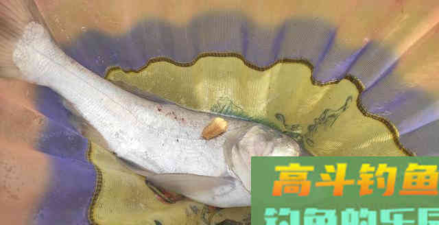 不钓翘嘴不钓草！这类鱼种才容易爆护