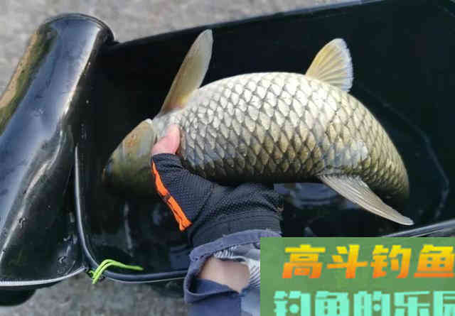野生大草鱼,唯独这种传统钓法才好使 野生大草鱼,唯独这种传统钓法才好使