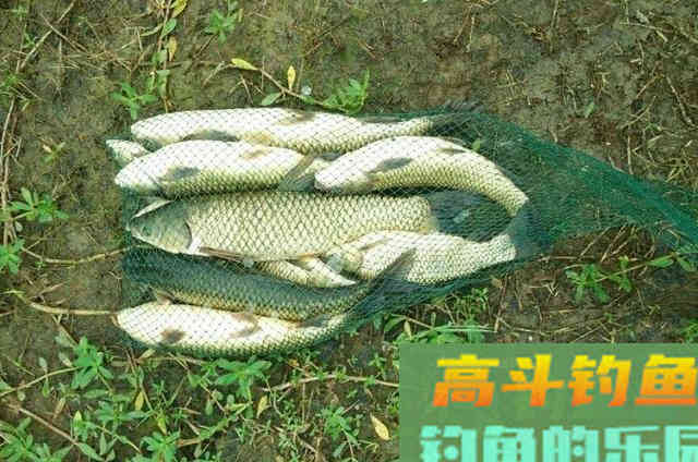 草鱼可以这样钓,效果绝对杠杠的 草鱼可以这样钓,效果绝对杠杠的