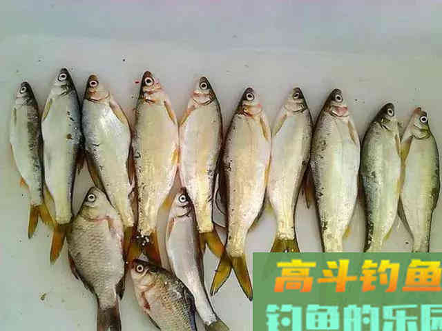 钓黄尾就用这两种钓法,漂尾抖动就提竿 钓黄尾就用这两种钓法,漂尾抖动就提竿