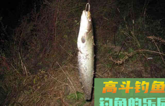 钓鲶鱼的四种动物荤饵,的实用技巧 钓鲶鱼的四种动物荤饵,的实用技巧