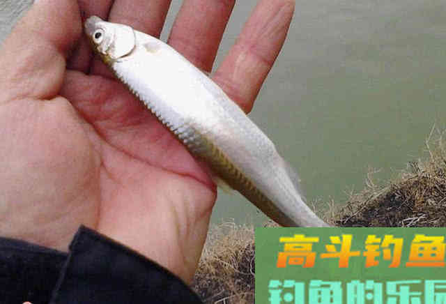 钓白条用我分享的方法，你下钩，它就在那等你