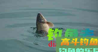 四月钓鲫鱼得留意好这些技巧