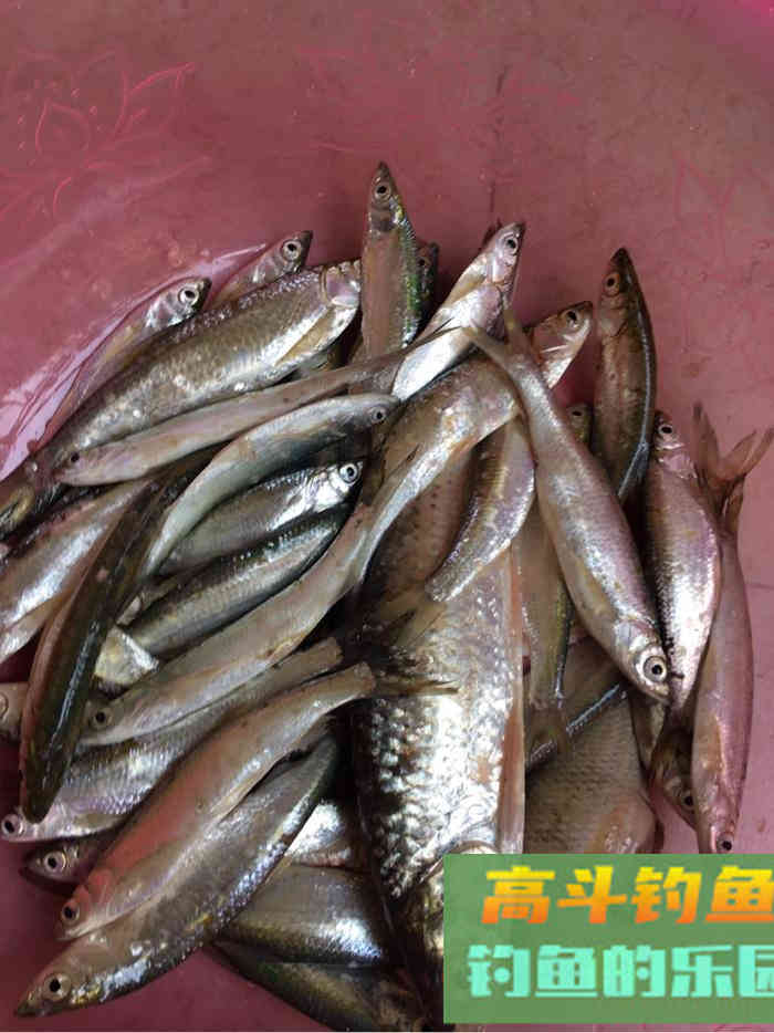 谈谈最近钓白条的心得，告诉你如何钓白条