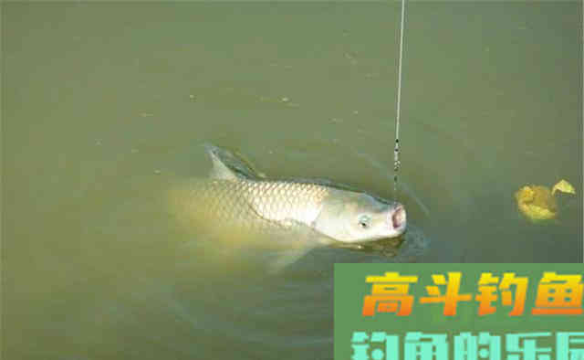 晚秋不能钓草鱼?给你几个建议 晚秋不能钓草鱼?给你几个建议