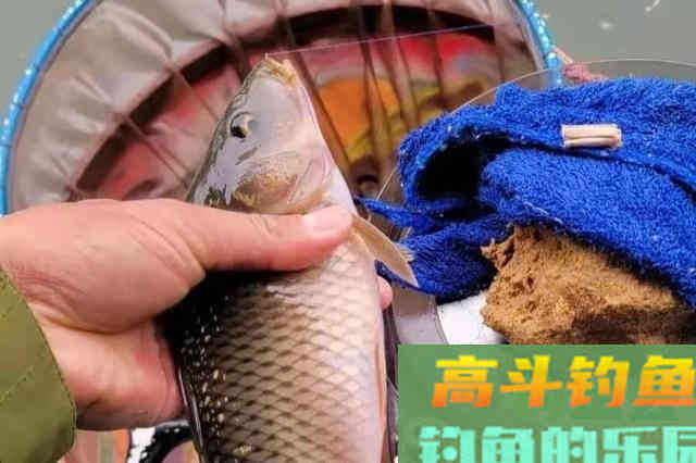 三月钓鲤鱼别再打大窝了,按我说的做,一诱一钓 三月钓鲤鱼别再打大窝了,按我说的做,一诱一钓