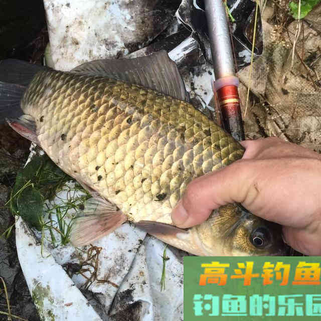 野钓鲫鱼，如何做到小中取大，学会专钓大鲫鱼