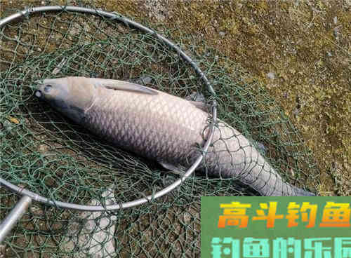 水库常有大青鱼,解析水库野钓青鱼4大技巧 水库常有大青鱼,解析水库野钓青鱼4大技巧