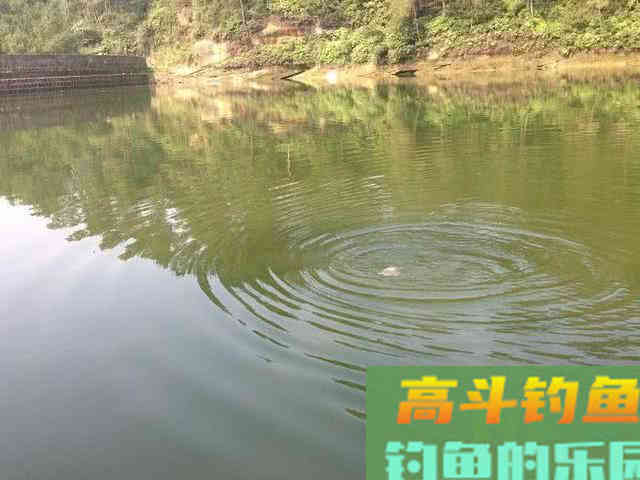鳊鱼嘴馋属于傻鱼,分享一种特效饵和三种钓法 鳊鱼嘴馋属于傻鱼,分享一种特效饵和三种钓法