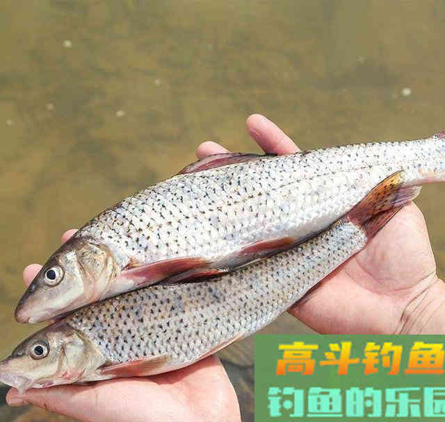 花姑娘鱼，难点在于钓法，详解野钓稀缺鱼种花鮕