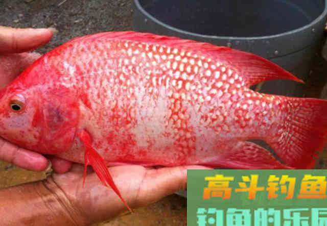 设么是红罗非鱼？红罗非是变种要该如何钓