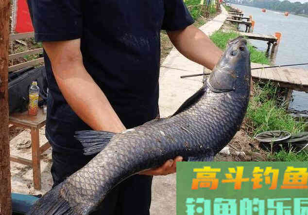 钓青鱼有什么技巧？高手给你说道说道