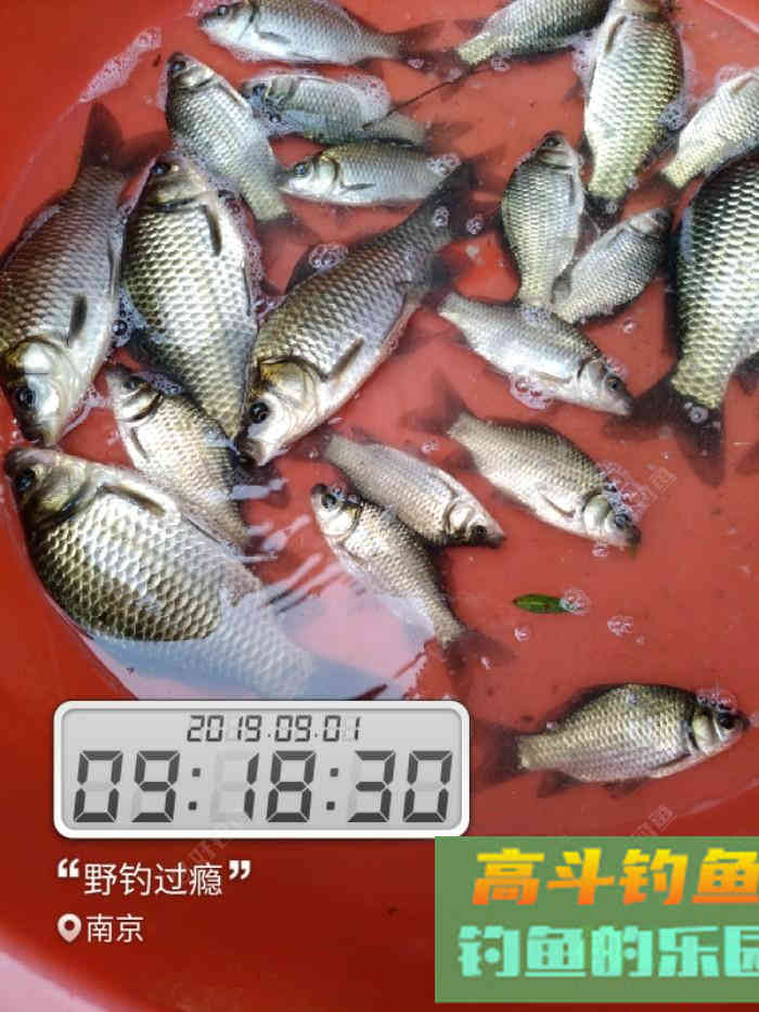 秋季如何垂钓大板鲫？传统钓七星漂、朝天钩组合