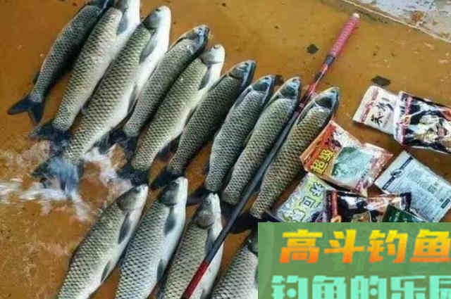 钓草鱼，却怎么也钓不过瘾？试试这几招