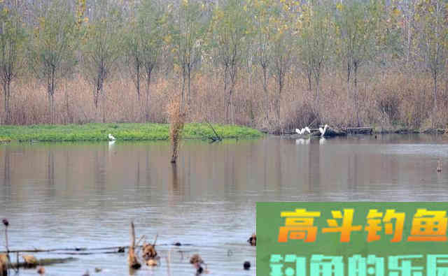 野河钓鲫鱼，满足2个原则的钓位有7个
