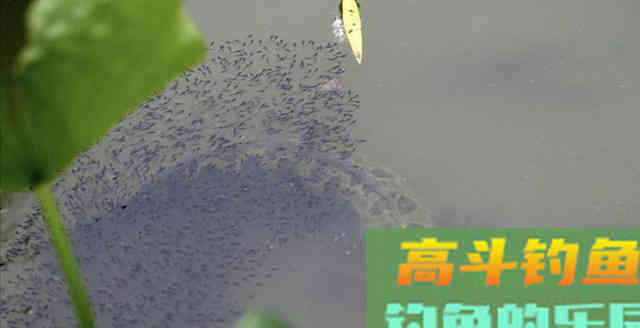 含辛茹苦养孩子,却被指责吞食幼崽!黑鱼为何蒙受不白之冤 含辛茹苦养孩子,却被指责吞食幼崽!黑鱼为何蒙受不白之冤