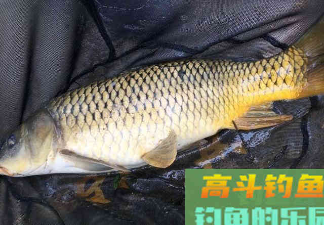 鲤鱼总是钓不多，一条就停口？做好这两点，才能把口续上