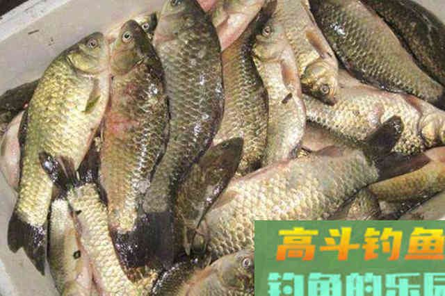 还嫌冬天的板鲫不好钓?赶紧换用这3种添加剂 还嫌冬天的板鲫不好钓?赶紧换用这3种添加剂